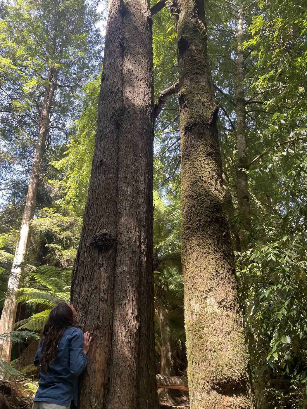 Woman looking up at towering trees in the forest